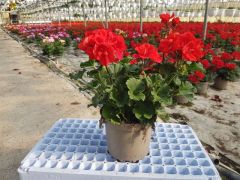 Παραγωγή Εποχιακών Φυτών Μολόχα (Γερανι) - pelargonium zonale  Φυτώρια Κομιτουδης Χάρης