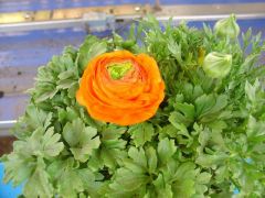 Ranunculus Νεραγκούλα 