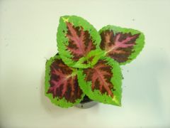 COLEUS ΩΡΑΙΟΦΥΛΛΟ 