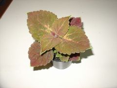 COLEUS ΩΡΑΙΟΦΥΛΛΟ 