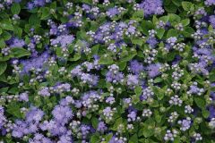 Ageratum  Αγήρατο Είναι διαθέσιμο