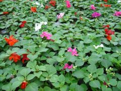 ΕΡΩΤΑΣ ΑΠΛΟΣ (Impatiens walleriana) Είναι διαθέσιμο