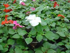 ΕΡΩΤΑΣ ΑΠΛΟΣ (Impatiens walleriana) Είναι διαθέσιμο