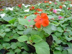 ΕΡΩΤΑΣ ΑΠΛΟΣ (Impatiens walleriana) Είναι διαθέσιμο