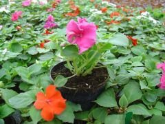 ΕΡΩΤΑΣ ΑΠΛΟΣ (Impatiens walleriana) Είναι διαθέσιμο