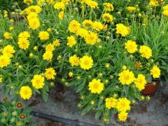 Coreopsis ΚΟΡΕΟΨΙΣ Είναι διαθέσιμο