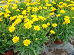 Coreopsis ΚΟΡΕΟΨΙΣ Είναι διαθέσιμο