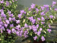 Campanula ΚΑΜΠΑΝΟΥΛΑ Isabella Είναι διαθέσιμο