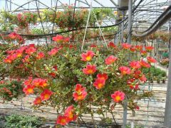 Portulaca ΠΟΡΤΟΥΛΑΚΑ Είναι διαθέσιμο