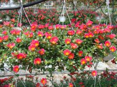 Portulaca ΠΟΡΤΟΥΛΑΚΑ Είναι διαθέσιμο