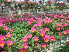 Portulaca ΠΟΡΤΟΥΛΑΚΑ Είναι διαθέσιμο