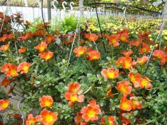 Portulaca ΠΟΡΤΟΥΛΑΚΑ Είναι διαθέσιμο