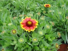 Gaillardia ΓΚΑΪΛΑΡΝΤΙΑ Είναι διαθέσιμο