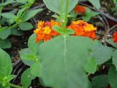 Lantana camara ΛΑΝΤΑΝΑ Είναι διαθέσιμο