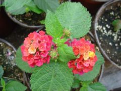 Lantana camara ΛΑΝΤΑΝΑ Είναι διαθέσιμο