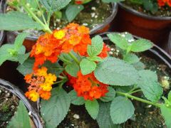 Lantana camara ΛΑΝΤΑΝΑ Είναι διαθέσιμο