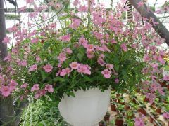 Diascia ΝΤΙΑΣΚΙΑ Είναι διαθέσιμο