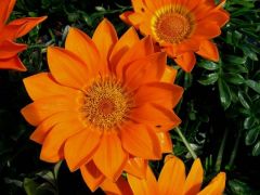 Gazania Γκαζάνια Είναι διαθέσιμο