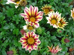 Gazania Γκαζάνια Είναι διαθέσιμο