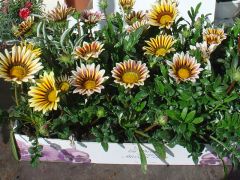 Gazania Γκαζάνια Είναι διαθέσιμο