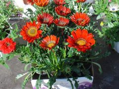 Gazania Γκαζάνια Είναι διαθέσιμο