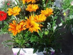 Gazania Γκαζάνια Είναι διαθέσιμο