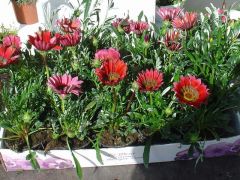 Gazania Γκαζάνια Είναι διαθέσιμο