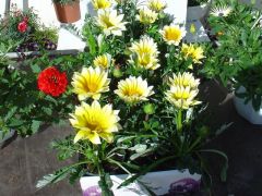 Gazania Γκαζάνια Είναι διαθέσιμο