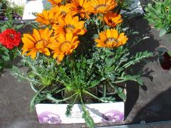 Gazania Γκαζάνια Είναι διαθέσιμο