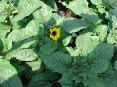 Helianthus ΗΛΙΑΝΘΟΣ Είναι διαθέσιμο