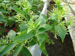Παραγωγή Εποχιακών Φυτών Νυχτολούλουδο -  Φυτώρια Κομιτουδης Χάρης