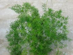 Παραγωγή Εποχιακών Φυτών ΣΠΑΡΑΓΓΙ - ASPARAGUS Φυτώρια Κομιτουδης Χάρης