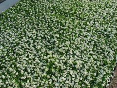 Παραγωγή Εποχιακών Φυτών Αλυσος - Alyssum (lobularia maritima) Φυτώρια Κομιτουδης Χάρης