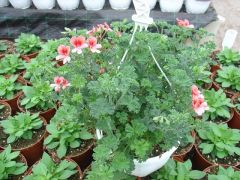 PELARGONIUM ANGELEYES  Είναι διαθέσιμο