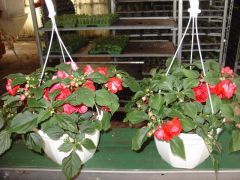 Impatiens walleriana Double  Είναι διαθέσιμο