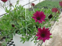 Osteospermum trailing Είναι διαθέσιμο